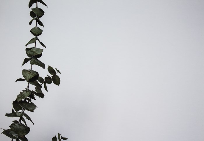 Minimalist eucalyptus branch against a white background
