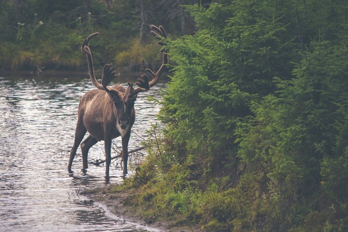 Caribou with antlers standing in a stream near trees