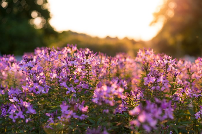 Purple wildflowers in sunlight at sunset