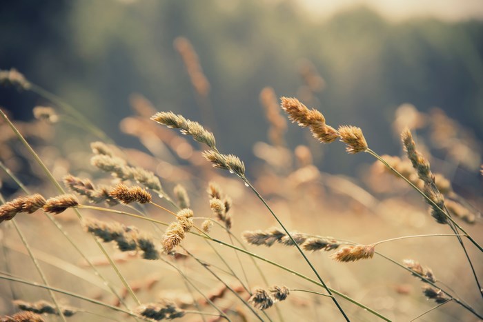 Close-up of grass stalks with water droplets in natural light