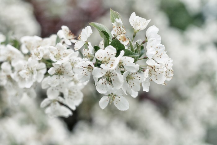Close-up of white cherry blossoms on a branch