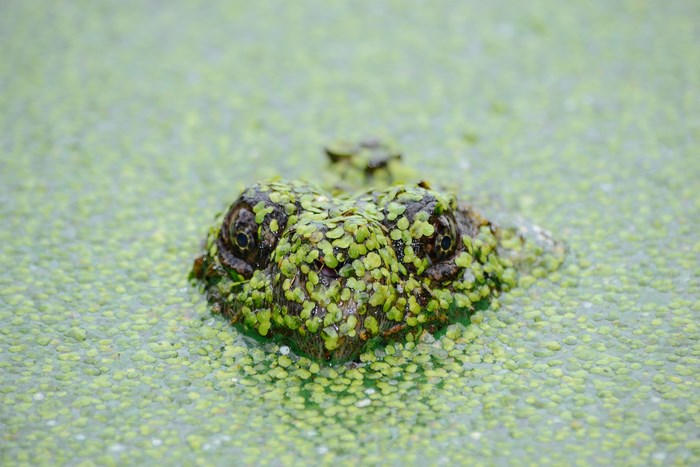Turtle head covered in green algae in a pond