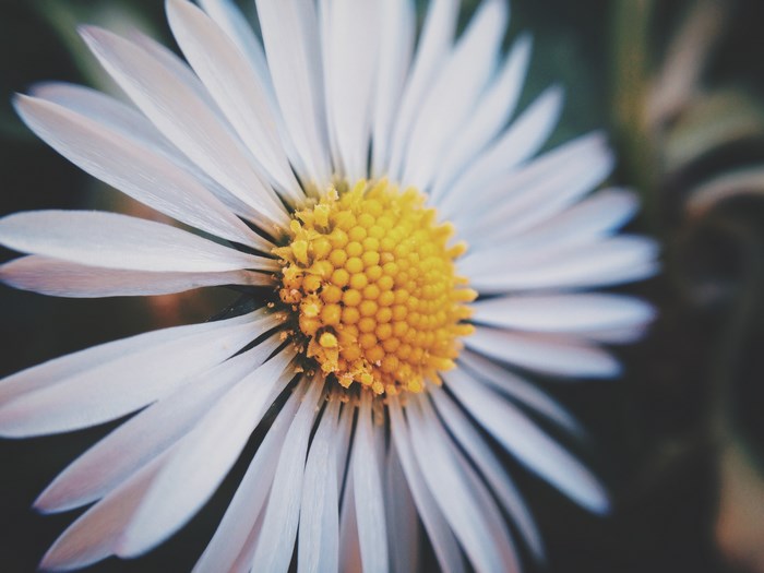 Close-up of a white daisy with a yellow center