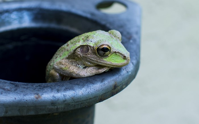 Green frog sitting in a metal pipe opening