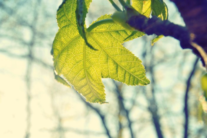 Translucent green leaf backlit by sunshine