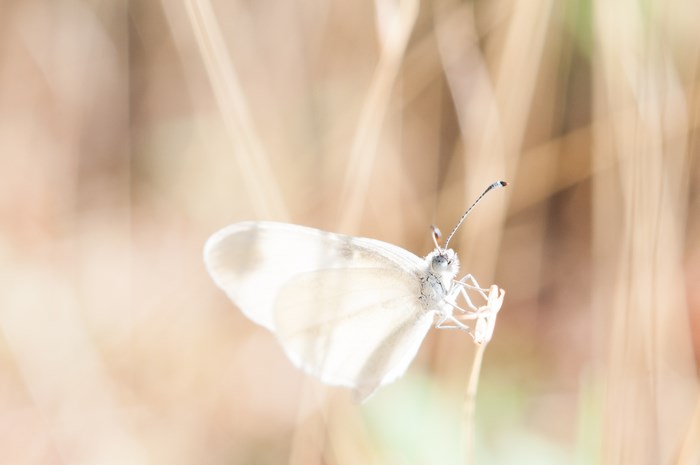 White butterfly on a dry plant stem