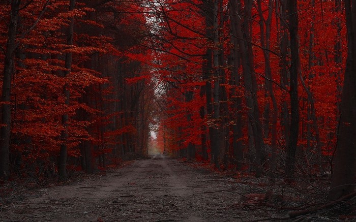 Dirt road through a red forest in fall