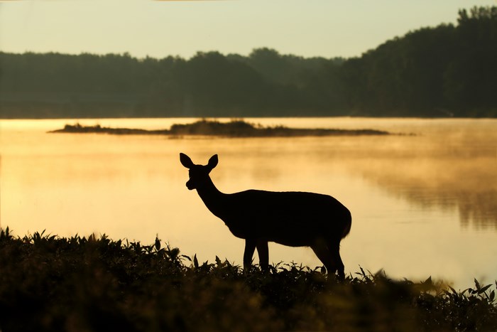 Silhouette of a doe by a misty lake at dawn
