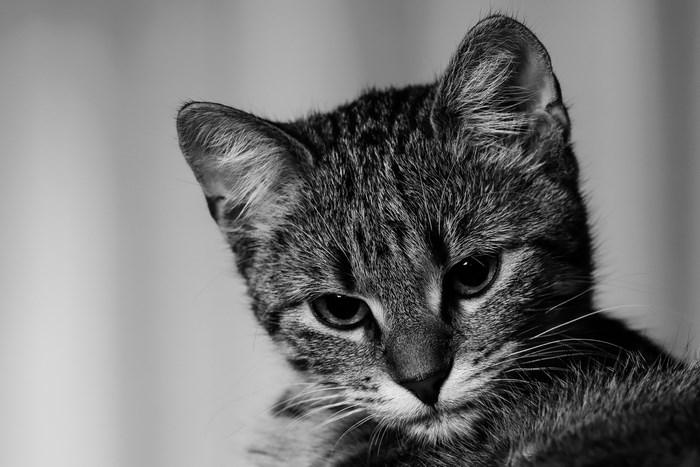 Close-up black and white portrait of a tabby kitten