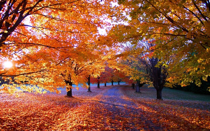 Autumn park path with sunlit orange trees and fallen leaves