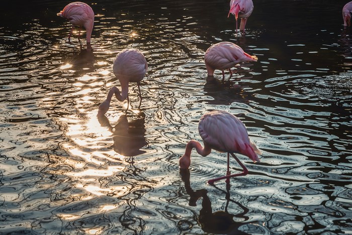 Flamingos drinking water in sunlight