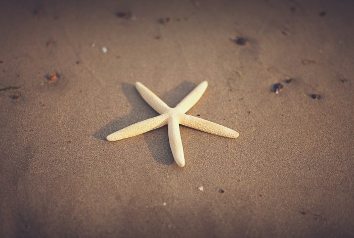 A starfish on a sandy beach