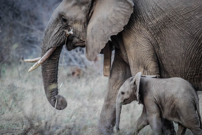 Mother Elephant with Baby Calf in the Wild