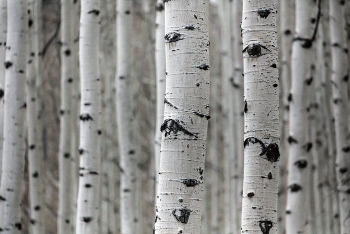 Aspen Tree Trunks with Black Markings