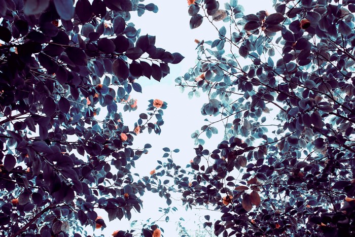 Looking up through dark foliage and flowers