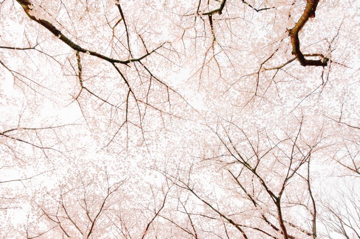 Cherry blossoms in bloom against a bright sky