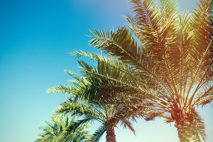 Palm trees against a clear blue sky