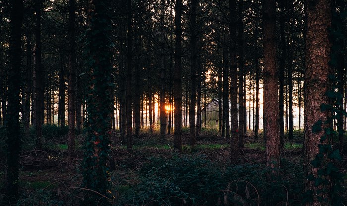 Sunlight filters through a dark pine forest in France