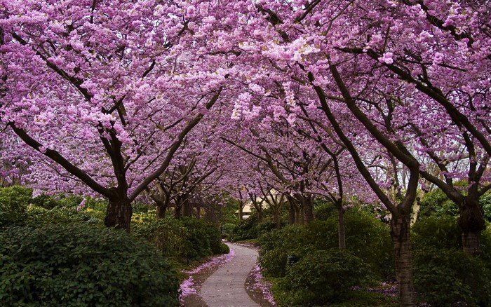 Pathway Through Blooming Cherry Blossom Trees
