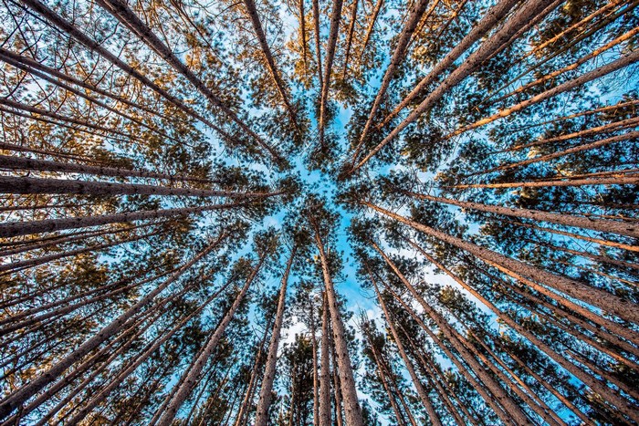 Tall Trees Reaching Towards Blue Sky in Forest