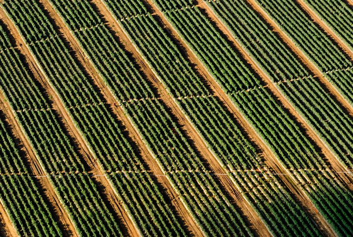 Aerial view of a vineyard with parallel rows of crops