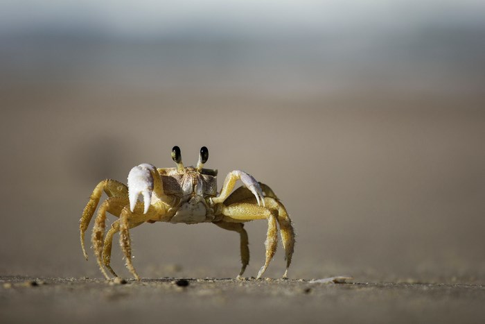 Ghost Crab on a Sandy Beach
