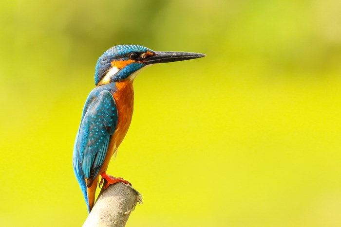 Colorful Kingfisher Perched on Tree Branch