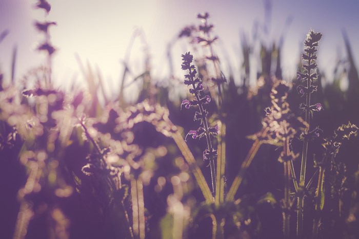 Purple wildflowers in soft sunlight