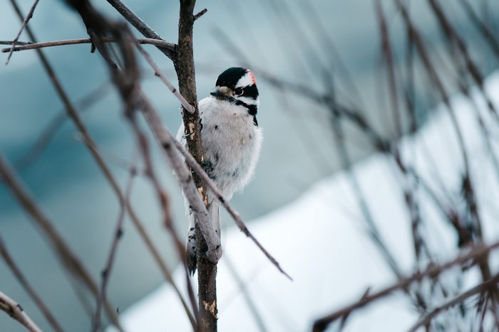 Downy woodpecker perched on a branch in winter
