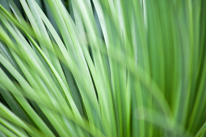 Close up of green grass blades