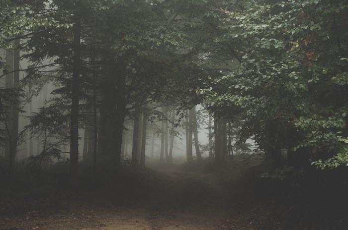 Dark foggy forest with a path