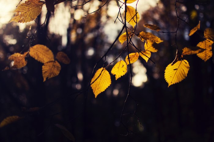 Yellow autumn leaves on a branch at dusk