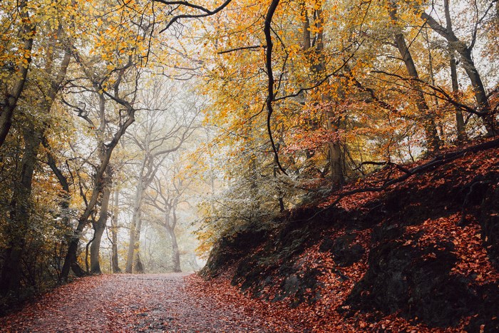 Autumn forest path with fallen leaves and mist