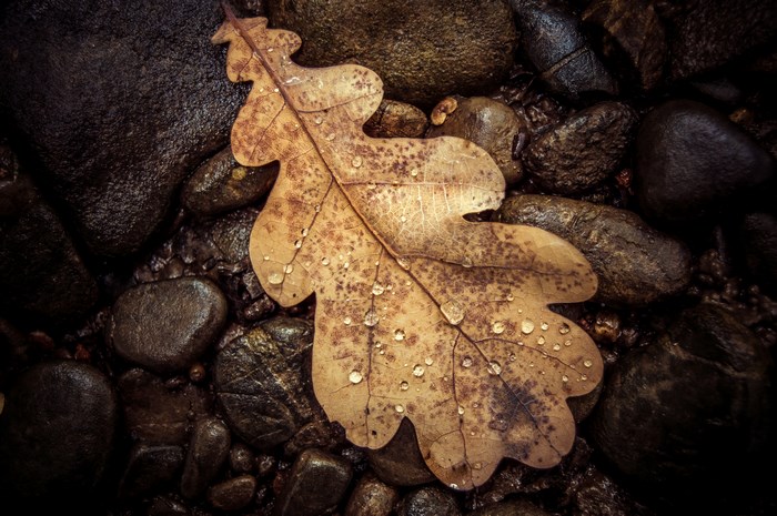 Brown oak leaf with water drops on wet stones