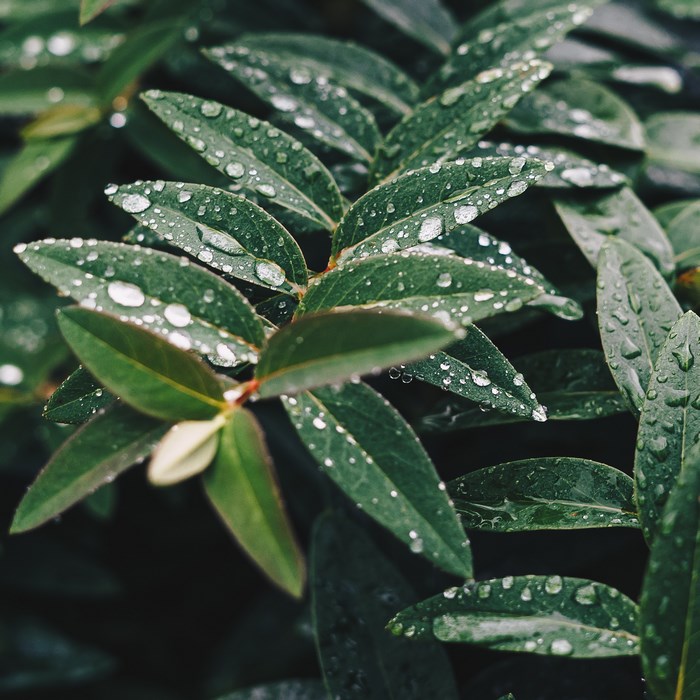 Close up of green leaves with water drops