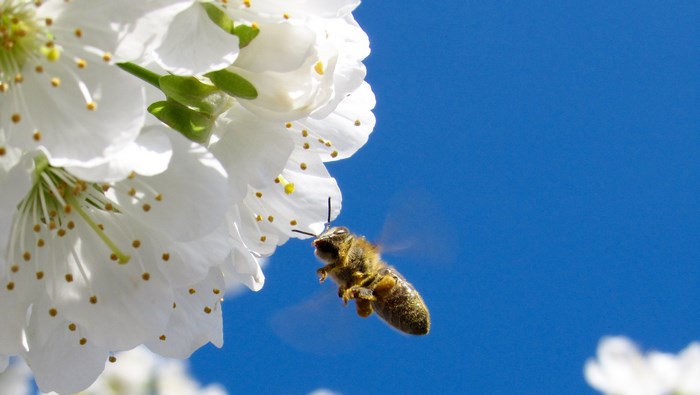 Bee collecting pollen from white blossoms against blue sky