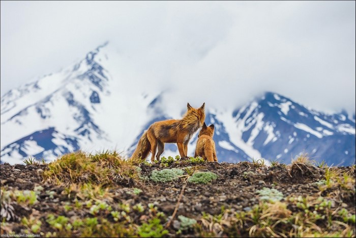 Two foxes on a rocky hill with snowy mountains