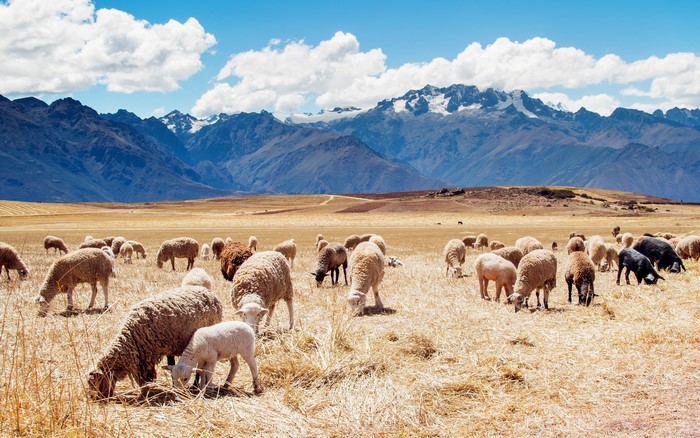 Sheep grazing in a mountain landscape in Peru