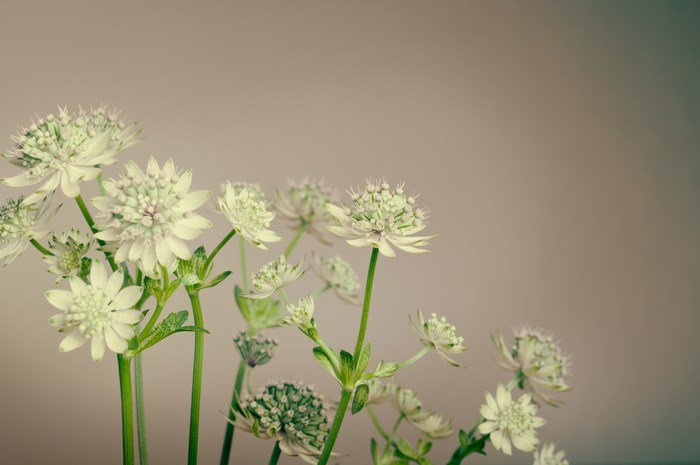 White Astrantia Flowers with Green Stems