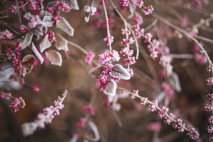 Pink flowers and leaves covered in frost
