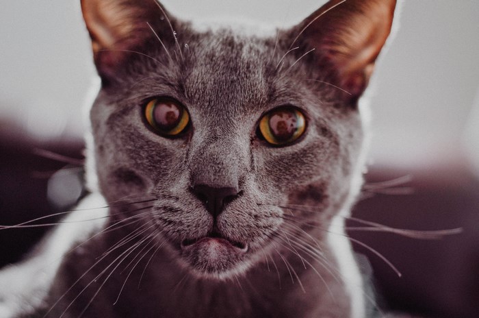 Close-up of a domestic cat's face