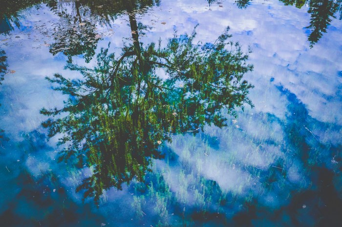 Reflection of a tree and clouds in blue water