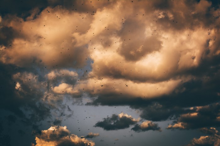 Flock of birds flying through dramatic sunset clouds