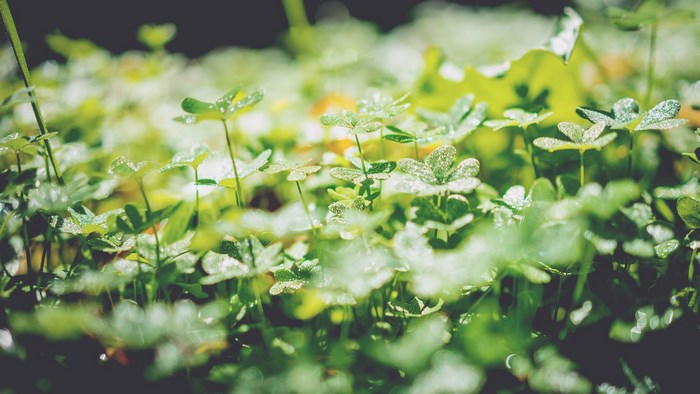 Dew drops on fresh green clover leaves in a field