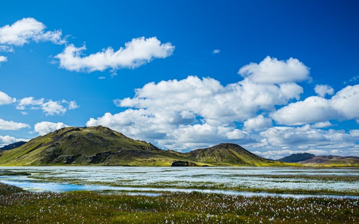 Icelandic landscape with mountains, wetlands, and wildflowers under a blue sky