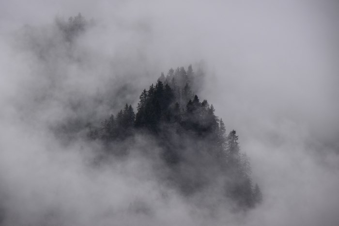 Dark forest shrouded in thick fog