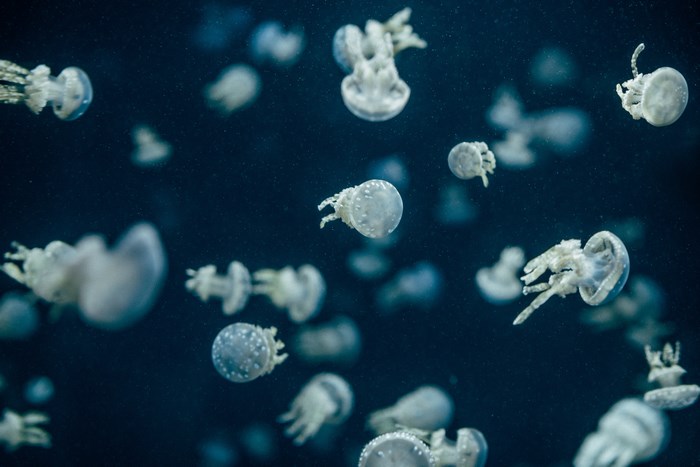 Many jellyfish swimming in dark blue water