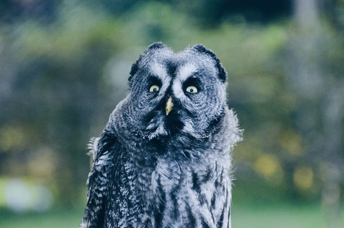 Great Grey Owl with wide eyes