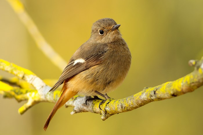 Female Daurian Redstart perched on a lichen-covered branch