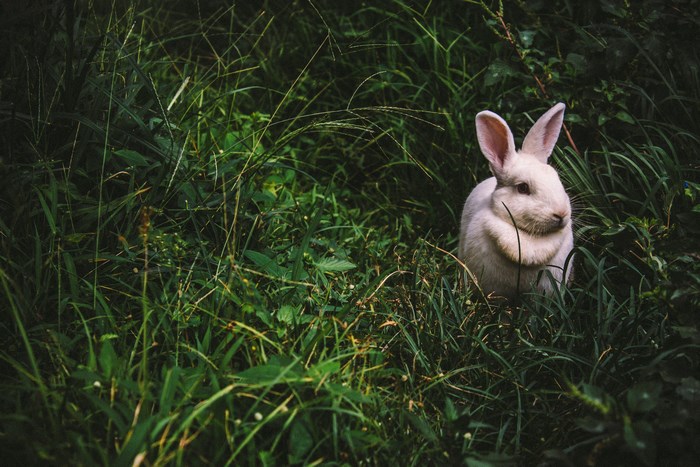 White rabbit sitting in tall green grass
